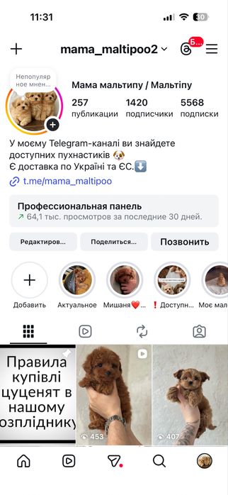 Мальтіпу дівчинка