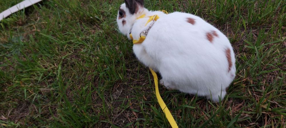 Декоративний кролик