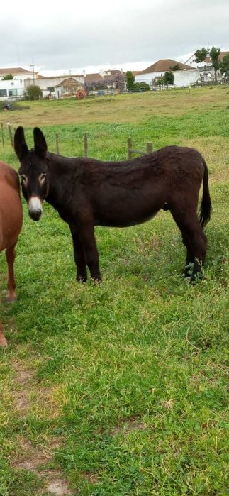 Vendo Cobrições Burro Mirandês Puro / Orçamento
