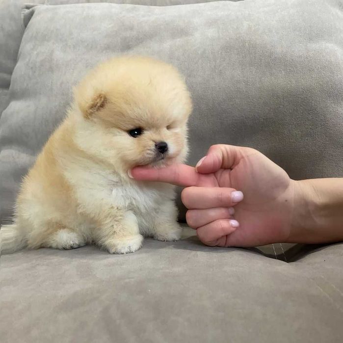 excelente Pomerânia macho