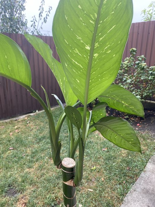 Дефімбафія продам