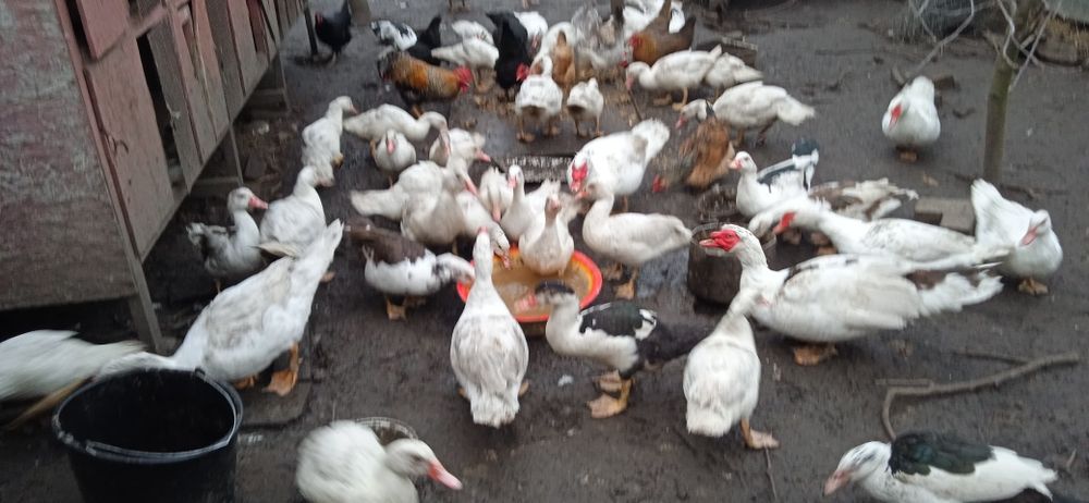 индоутка, мускусная утка тяжелой породы