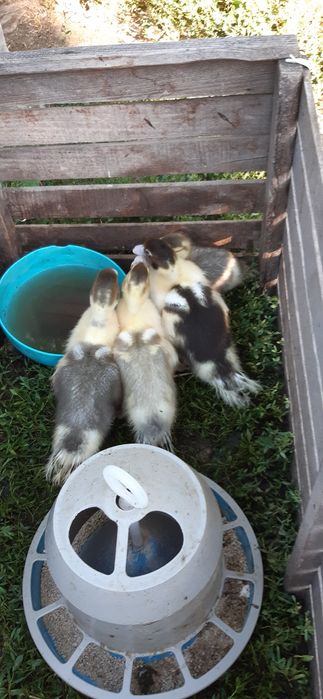 ТЕРМІНОВО!!! Продам індокаченнята