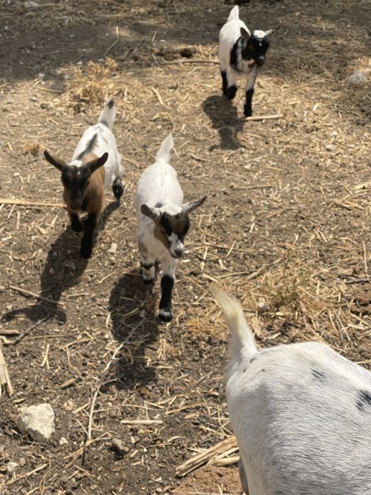 Vendo cabras anãs- cabritos nascidos inicio de janeiro