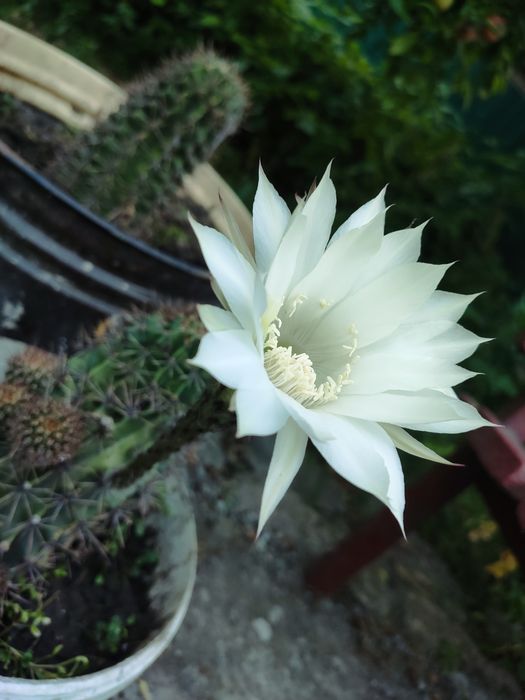 Продажа маленьких кактусов эхинопсисов