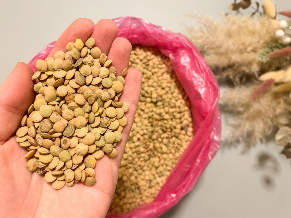 Зелена сочевиця. Чечевиця Крупи, зерно. Якісна, чиста, без сміття