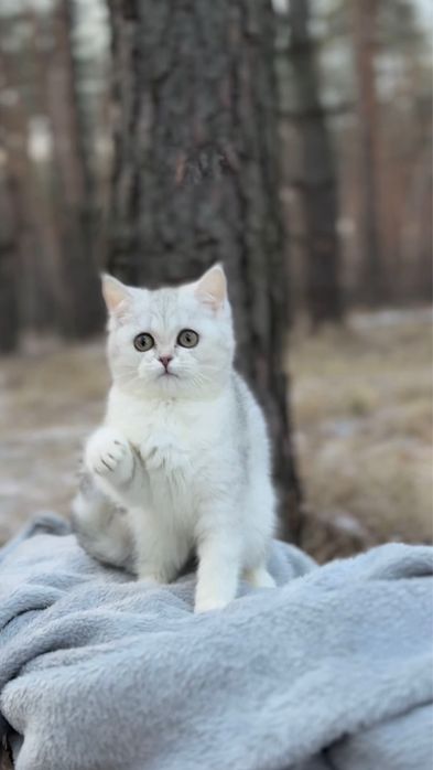 Прямовуха дівчинка срібляста шиншила шотландська