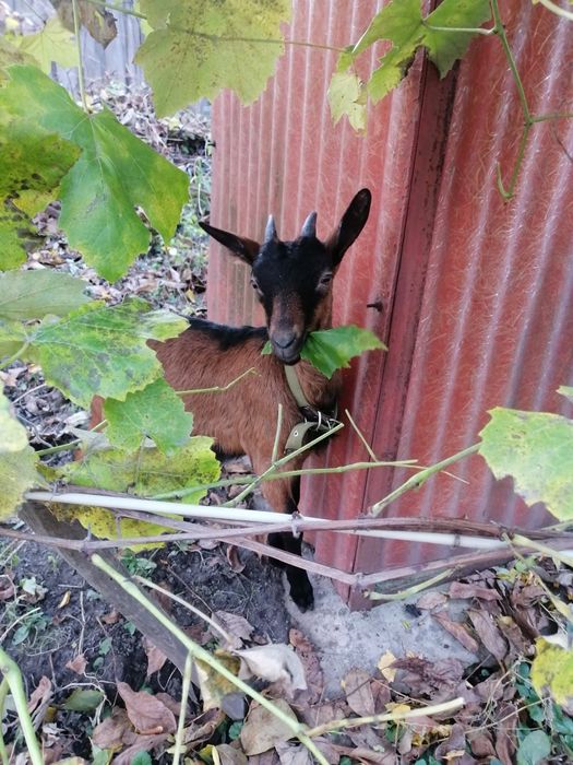 Альпійський козел случка