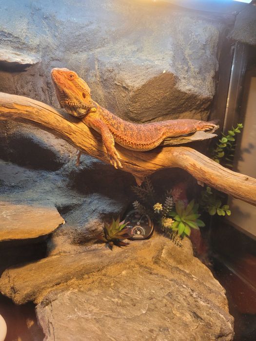 Agama brodata Orange 5 lat