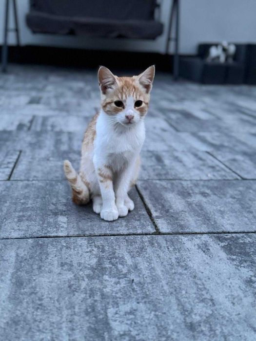 Dwa cudowne miziaste kociaki – wspólna adopcja mile widziana <3