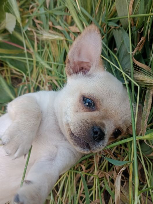 Чихуахуа цуценята