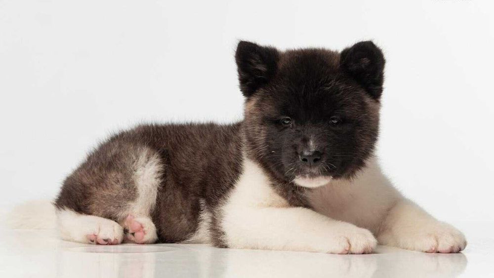 Цуценята акіти американської