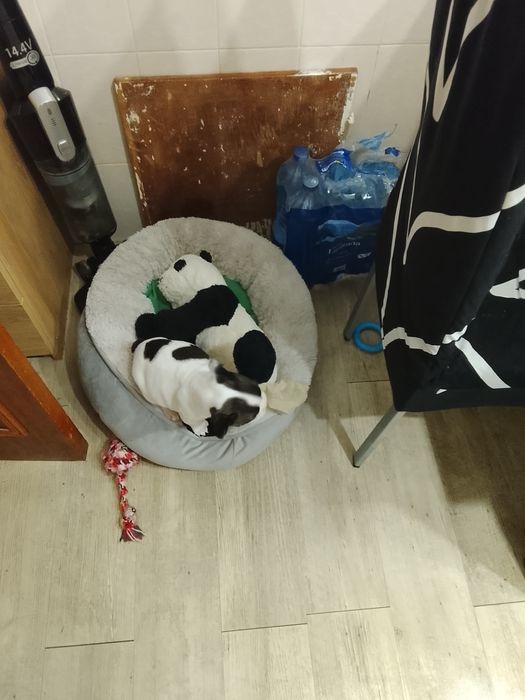 Buldogue francês bebe macho lindo