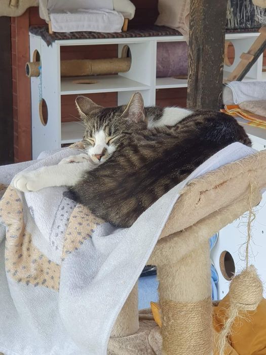 Kotki Bura i Plamka do adopcji!
