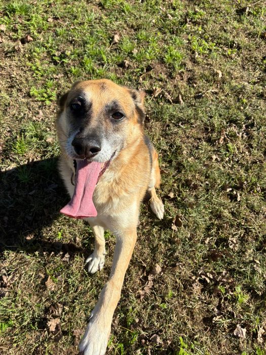 Nala, pastora alemã para adoção responsável