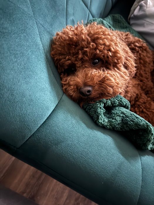 Вʼязка той пудель