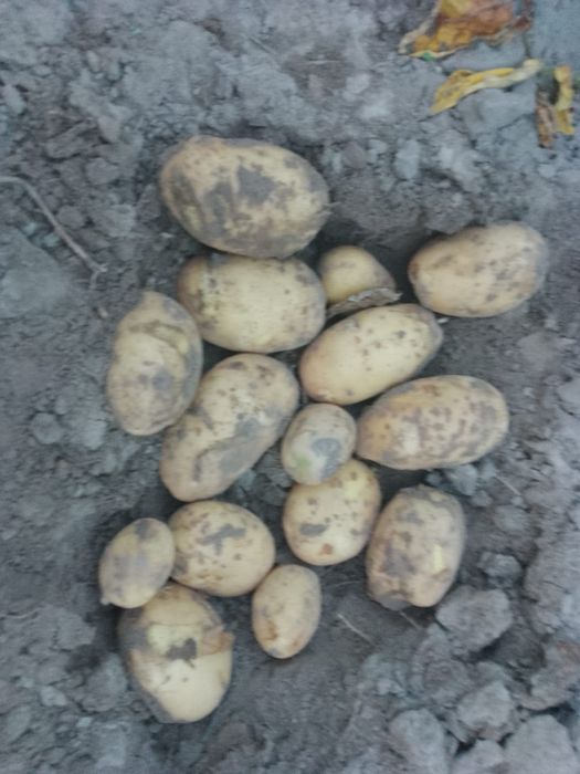 Ziemniaki jadalne Baltic Rose i Soraja