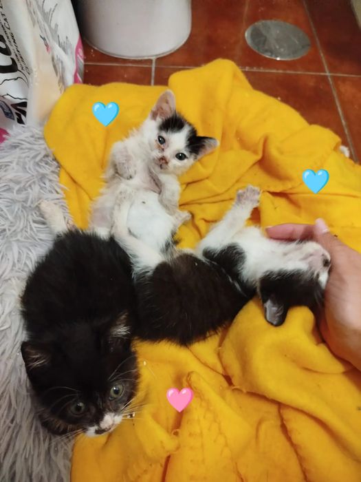 Gatinhos bebés para adoção