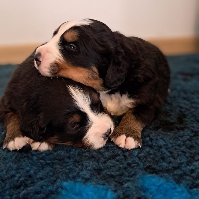 Berneński pies pasterski -rezerwacja