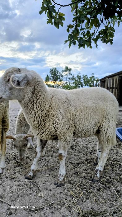 Ovelhas  dóceis para crianças