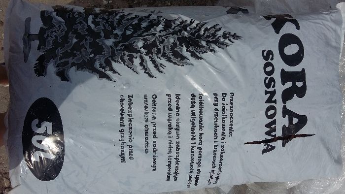 Kora sosnowa średnia