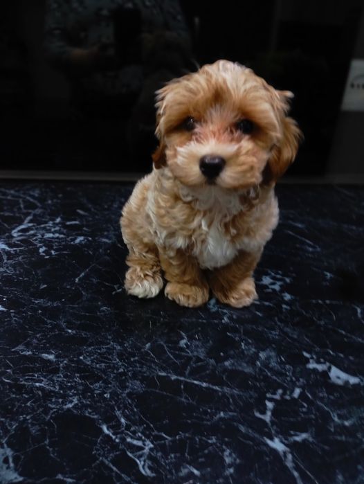 Маленький красень мальтіпу