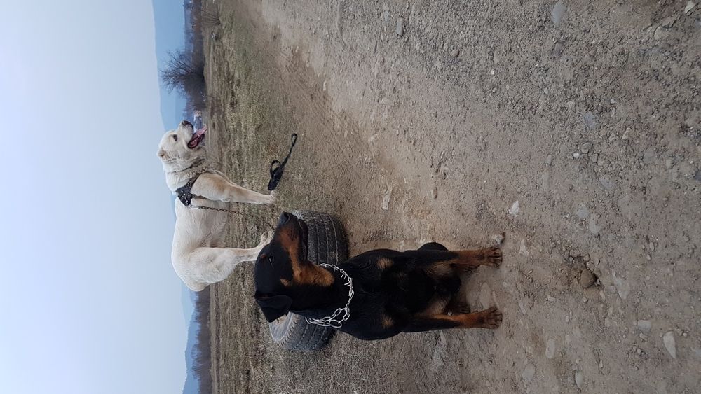 Ягдтер'єр (ягдтерєр) в'язка...