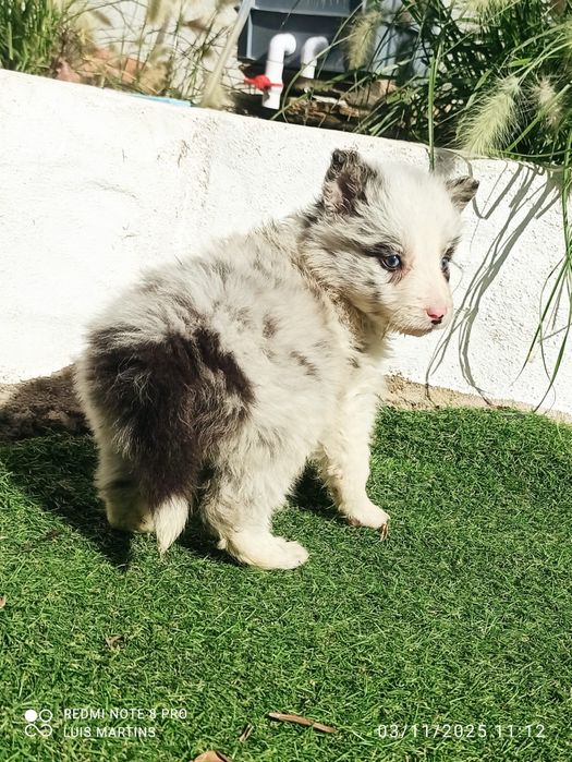 Cachorro border collie