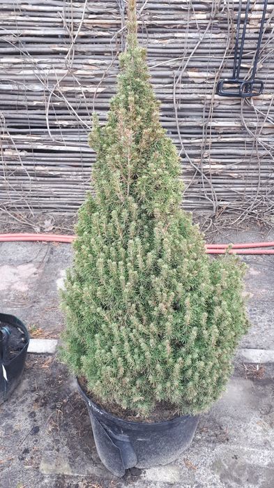 Велика Канадська ялинка 180 см. Коніка. Дешева ціна. Знижки