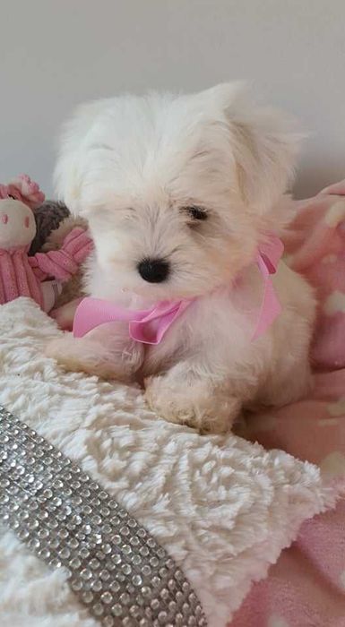 Mini Piesek Maltańczyk do 2,5 kg. Piękny. Bialutki.