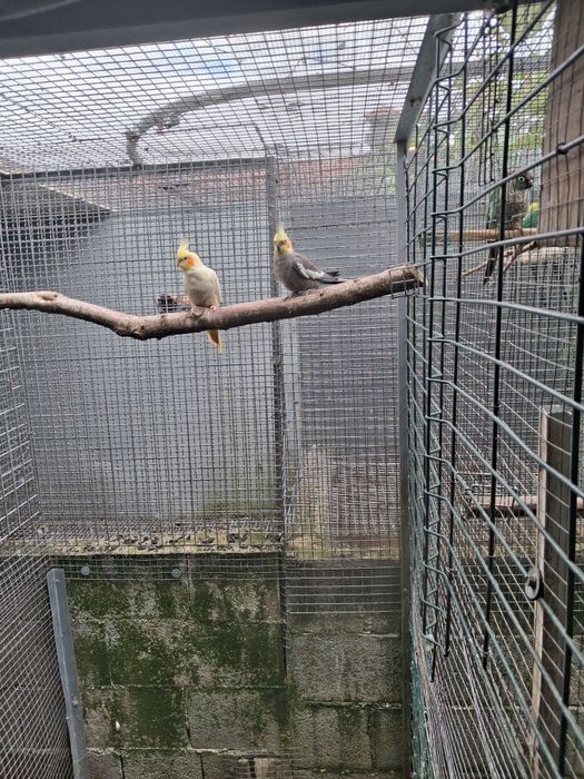 Tenho para cedência casal de caturras reprodutore e um filho