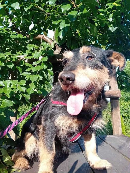 Sznaucerkowaty Pikuś pilnie potrzebuje domku