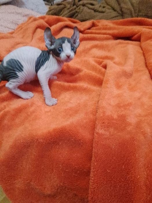 Хлопчик канадського сфінкса Ельф. Біколор.