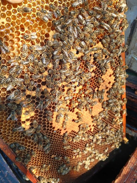 ul z rodziną pszczelą "warszawski "