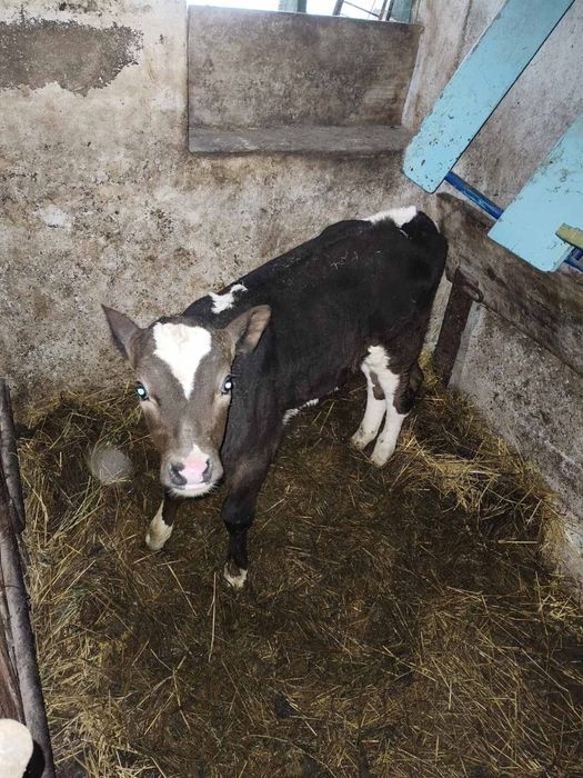 Продам Теличку 1.3 місяці