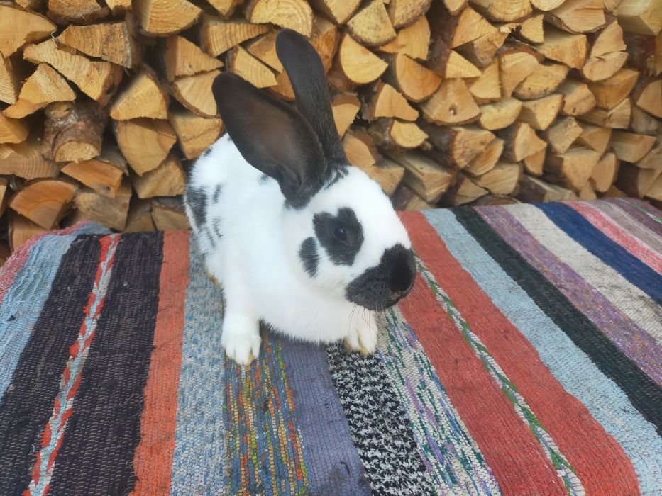 Кролики. Строкачі та Шиншила.