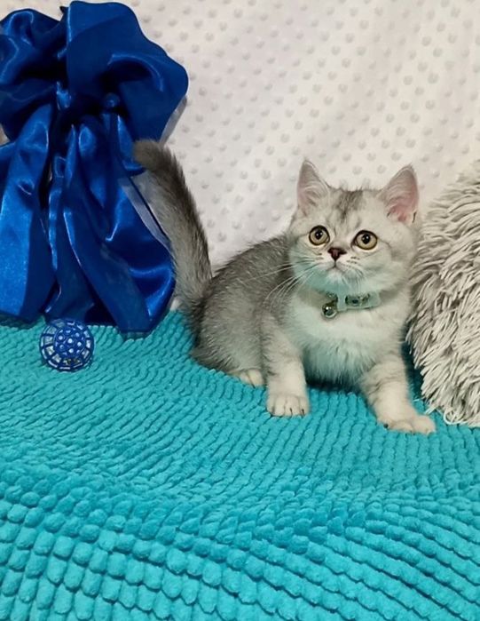 Котенок : Милый котошиншилленок .