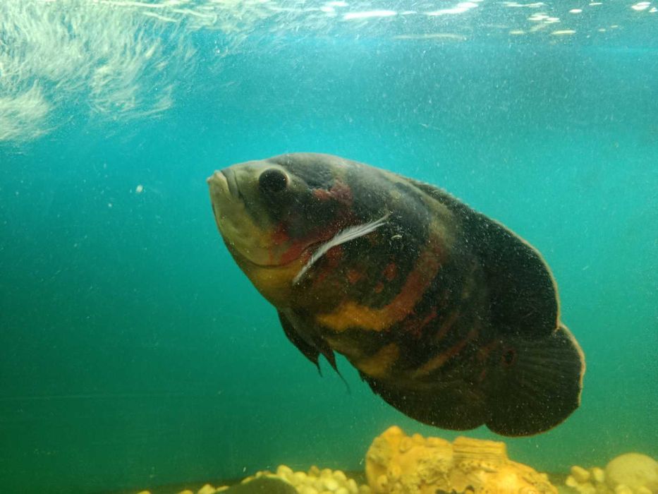 Астронотус (голубой оскар)