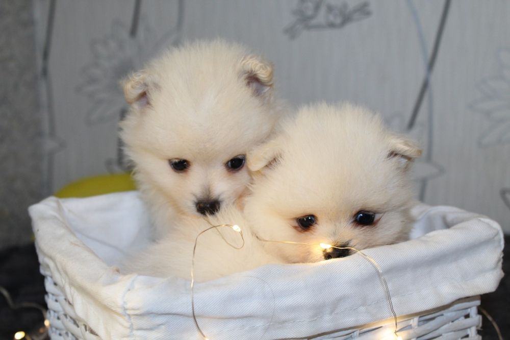 Супер міні шпіцулі