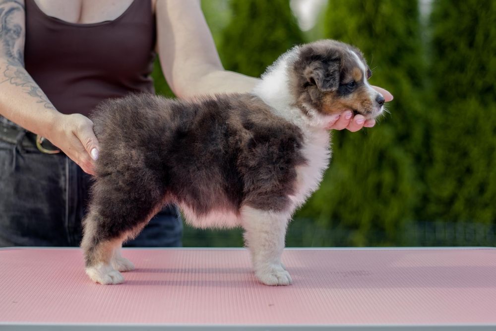 Owczarek australijski suczka nietypow blue Merle