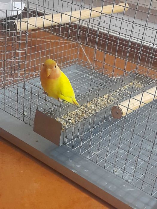 Love bird Agapornis roseicollis e gaiola