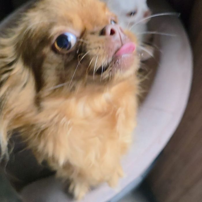 Chihuahua pelo comprido