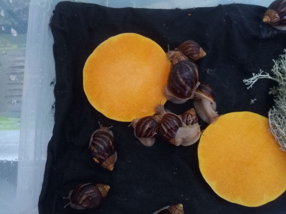 Равлики хатини іммакуляти