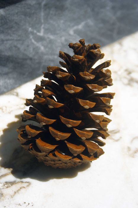 Saco(s) de pinhas aprox. 7kg