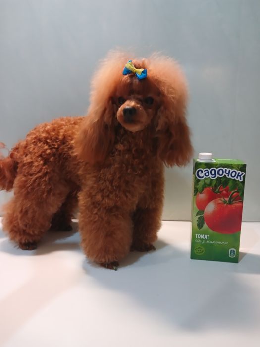 Той пудель на вязку