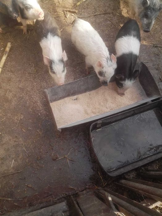 В'єтнамські поросята