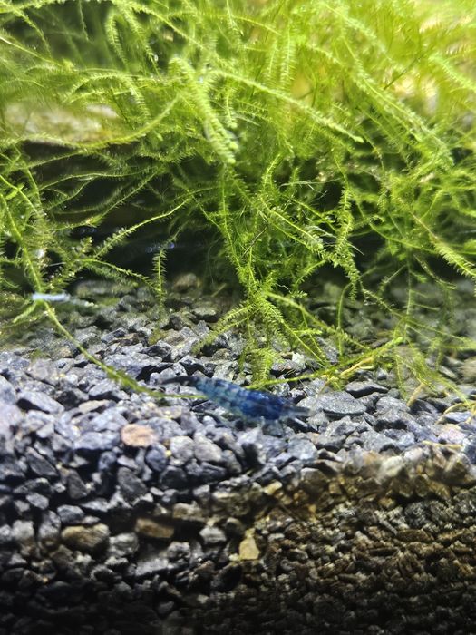 Krewetki blue velvet