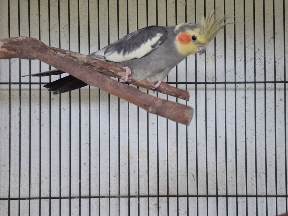 Casal de caturras