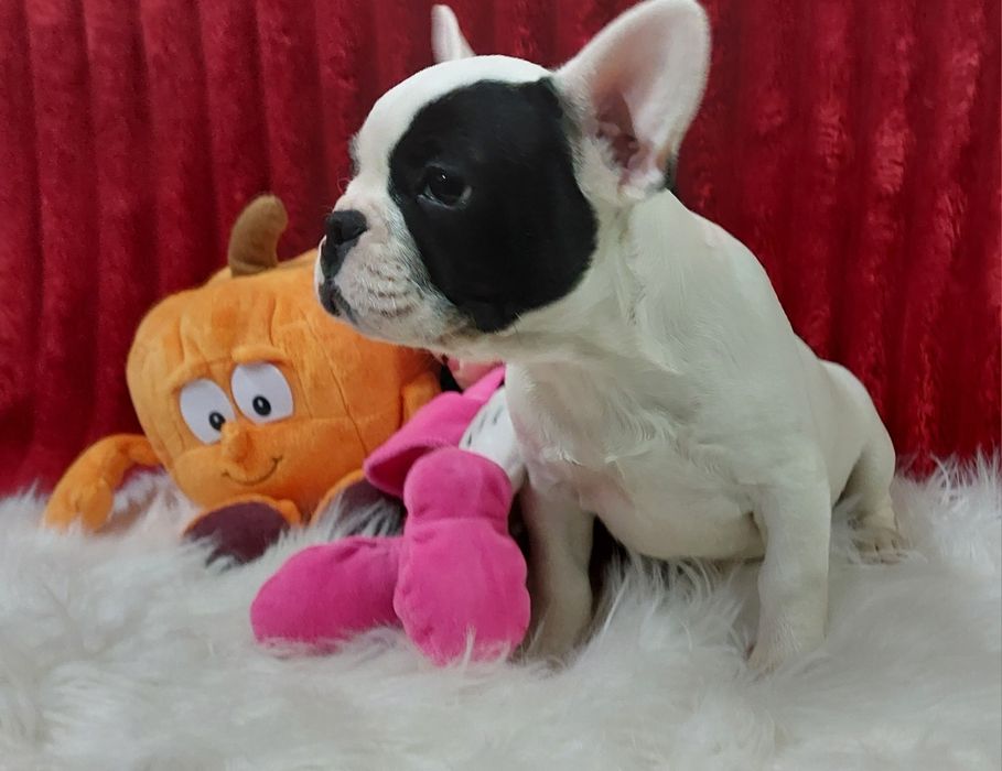 Bulldog francês menina