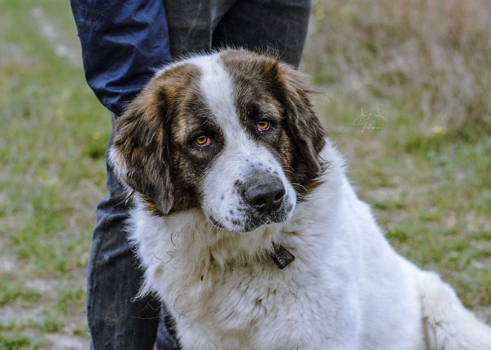 Wspaniała Iskra w typie moskiewskiego psa stróżującego! Adoptuj Ją!